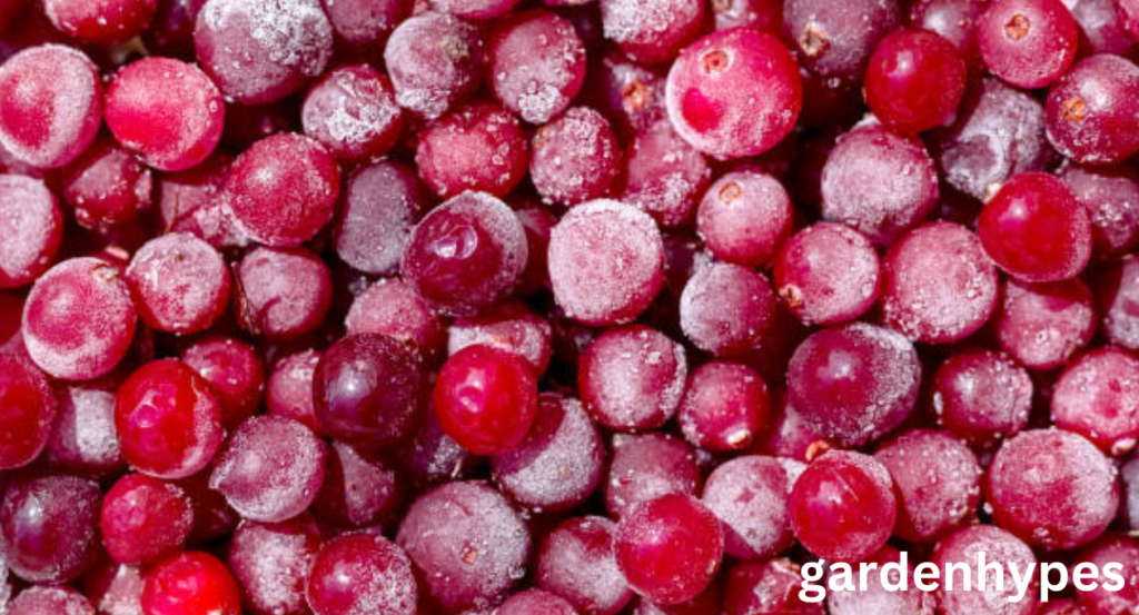 Cranberry Shortage	