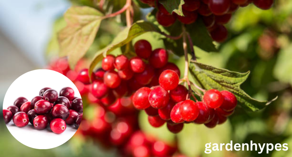 Cranberry Shortage	