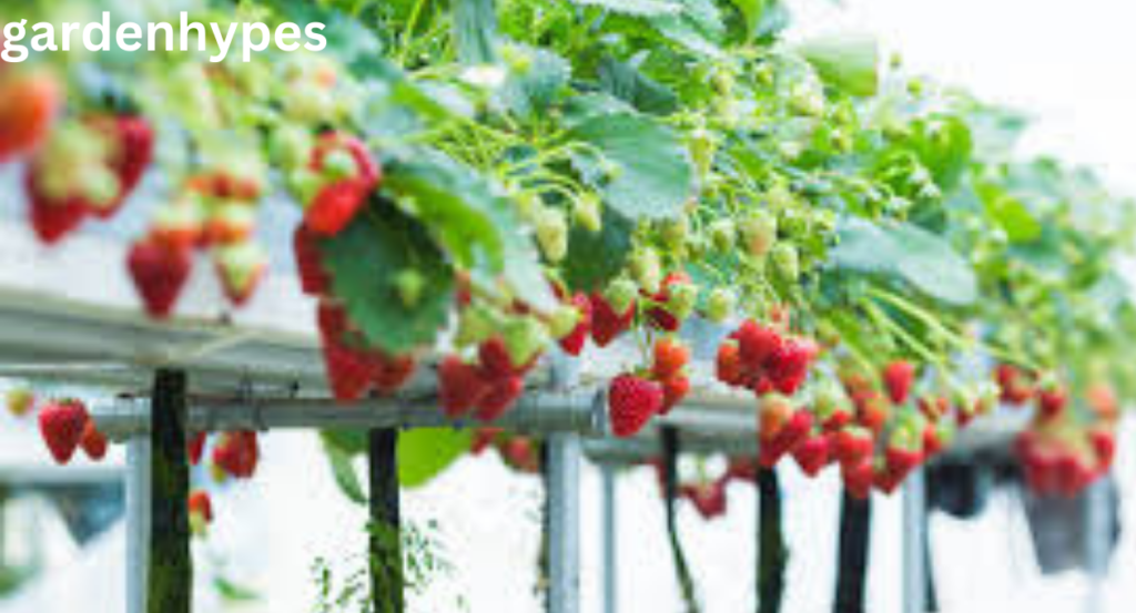 Hydroponic Strawberries