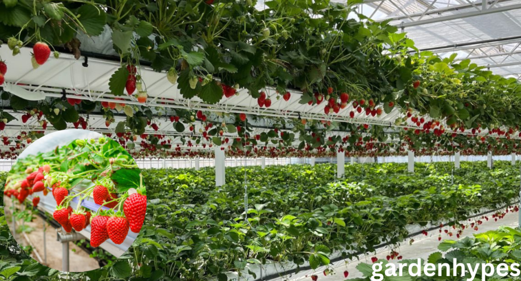 Hydroponic Strawberries