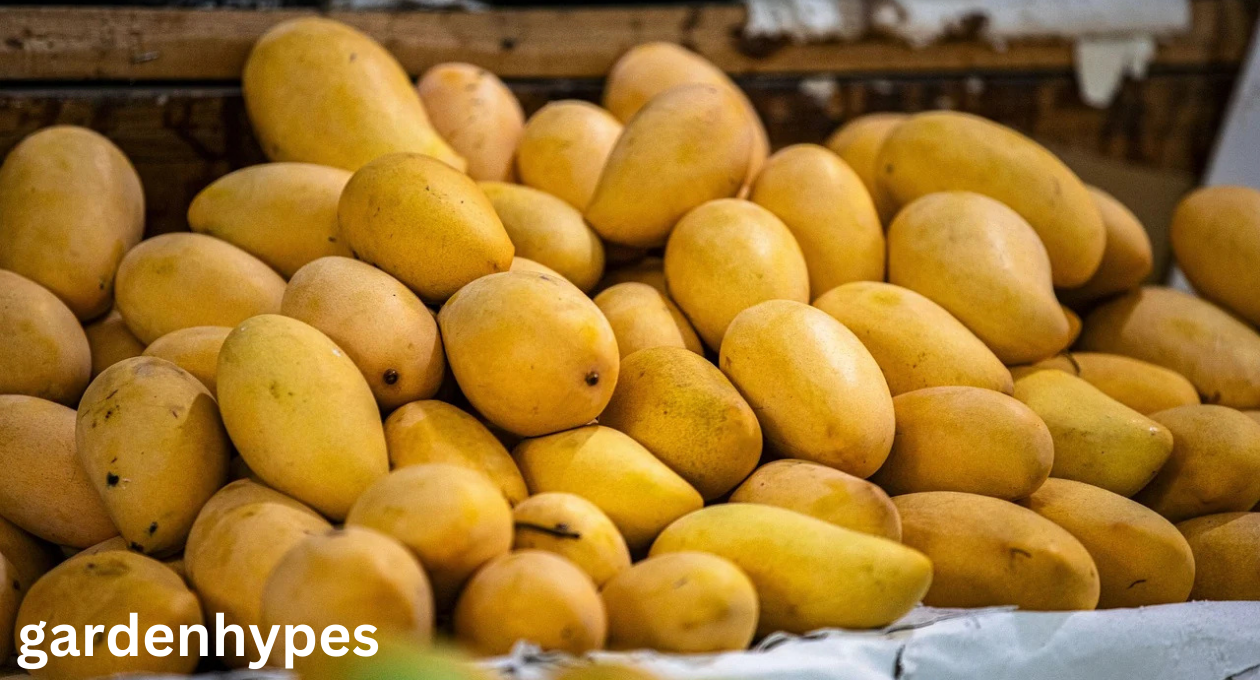Chaunsa Mango