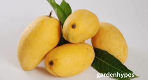 chaunsa mango