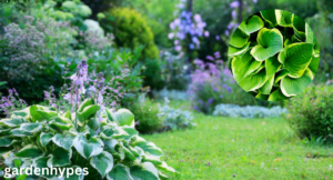 hosta
