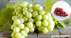 autumn crisp grapes