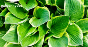 hosta
