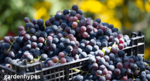 autumn crisp grapes