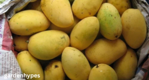 chaunsa mango