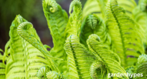 Ostrich Fern