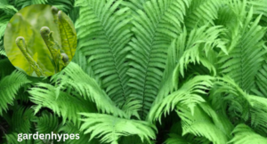 Ostrich Fern