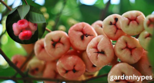 fruit looks like tomato