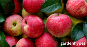 Apples