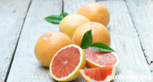 Grapefruit