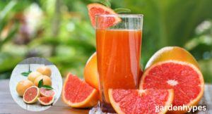 Grapefruit Shortage