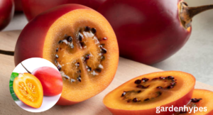 fruit looks like tomato