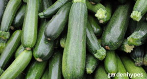 Zucchini Shortage