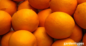 orange shortage