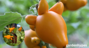 fruit looks like tomato