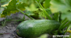 Zucchini Shortage