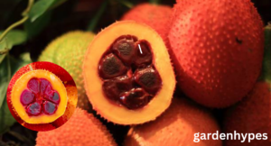fruit looks like tomato