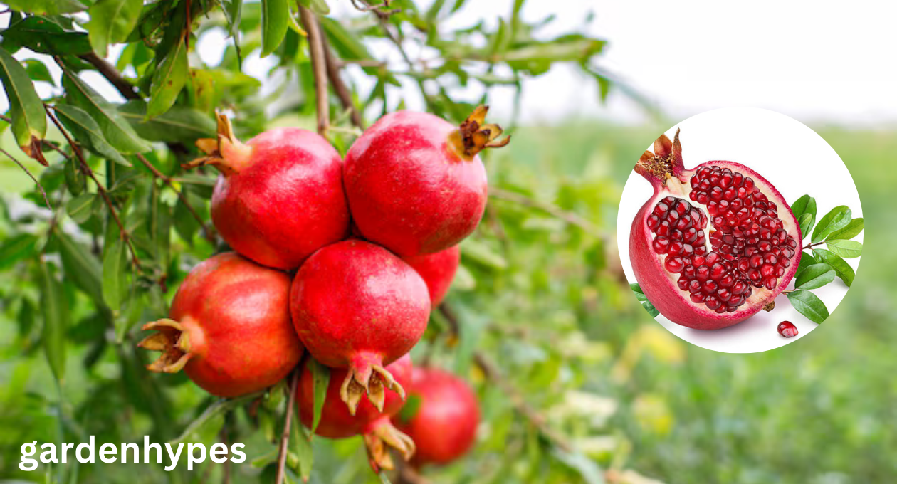 Pomegranate Season
