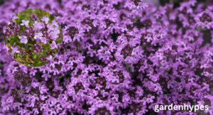 creeping thyme