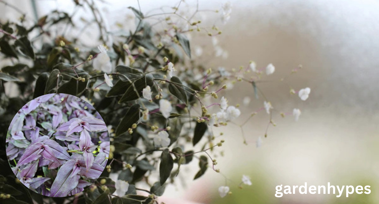 bridal veil plant