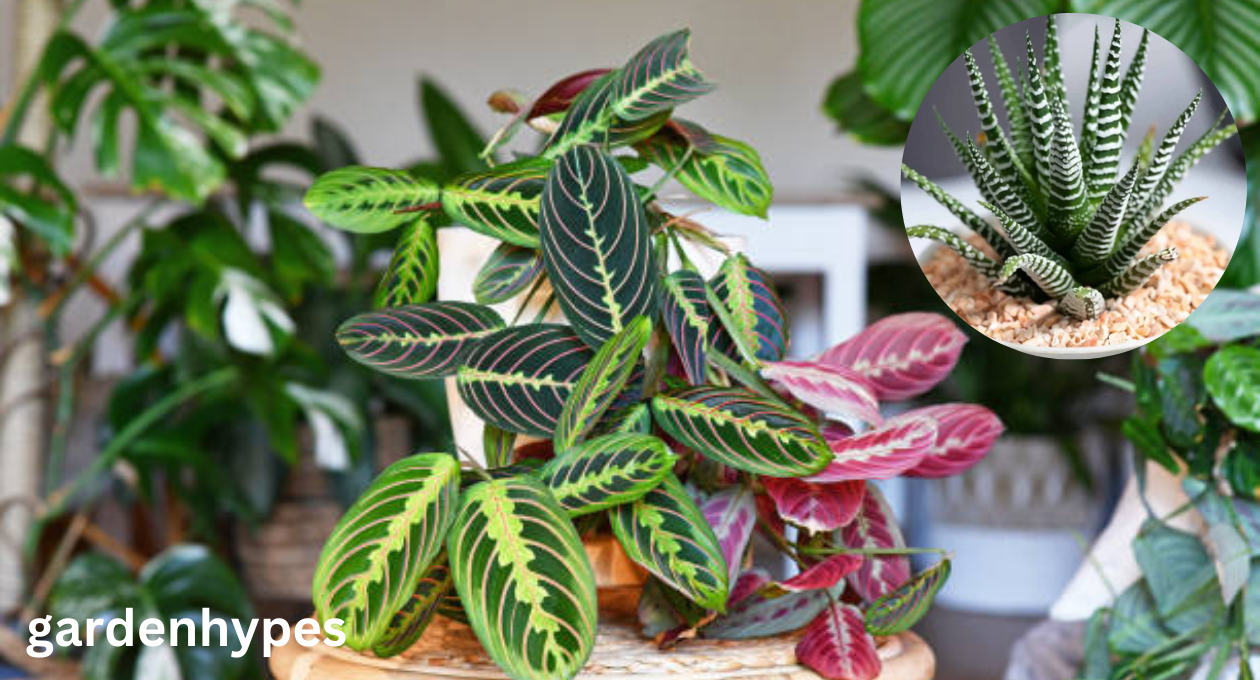 zebra plant care