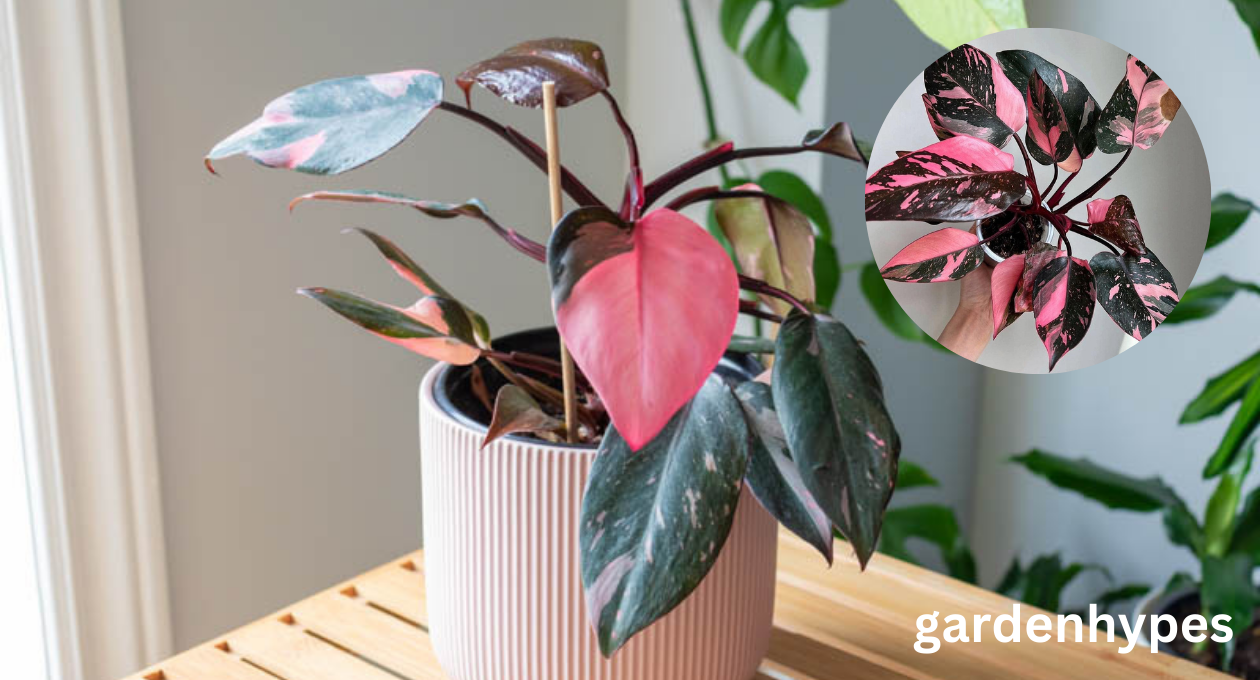 philodendron pink princess