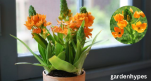sun star plant