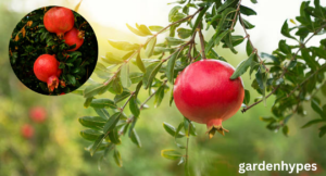 Pomegranate Season