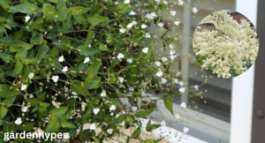bridal veil plant
