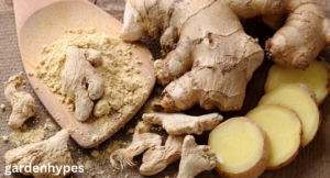 Ginger Shortage