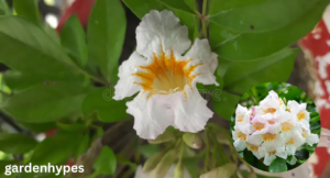 china doll plant