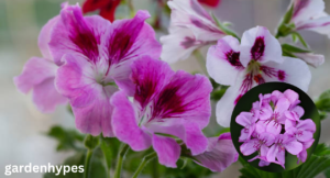 lemon geranium