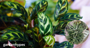 zebra plant care