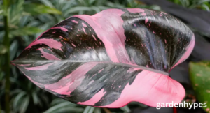 philodendron pink princess