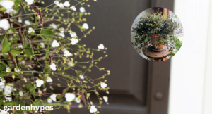 bridal veil plant