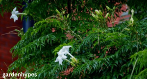 china doll plant