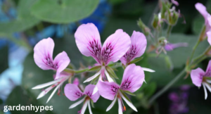lemon geranium