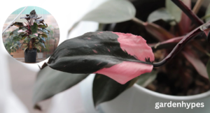 philodendron pink princess