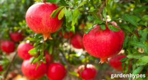 Pomegranate Season