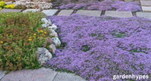 creeping thyme