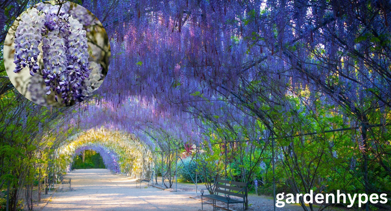 blue wisteria tree