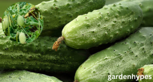cucumber a fruit
