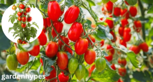 planting tomatoes