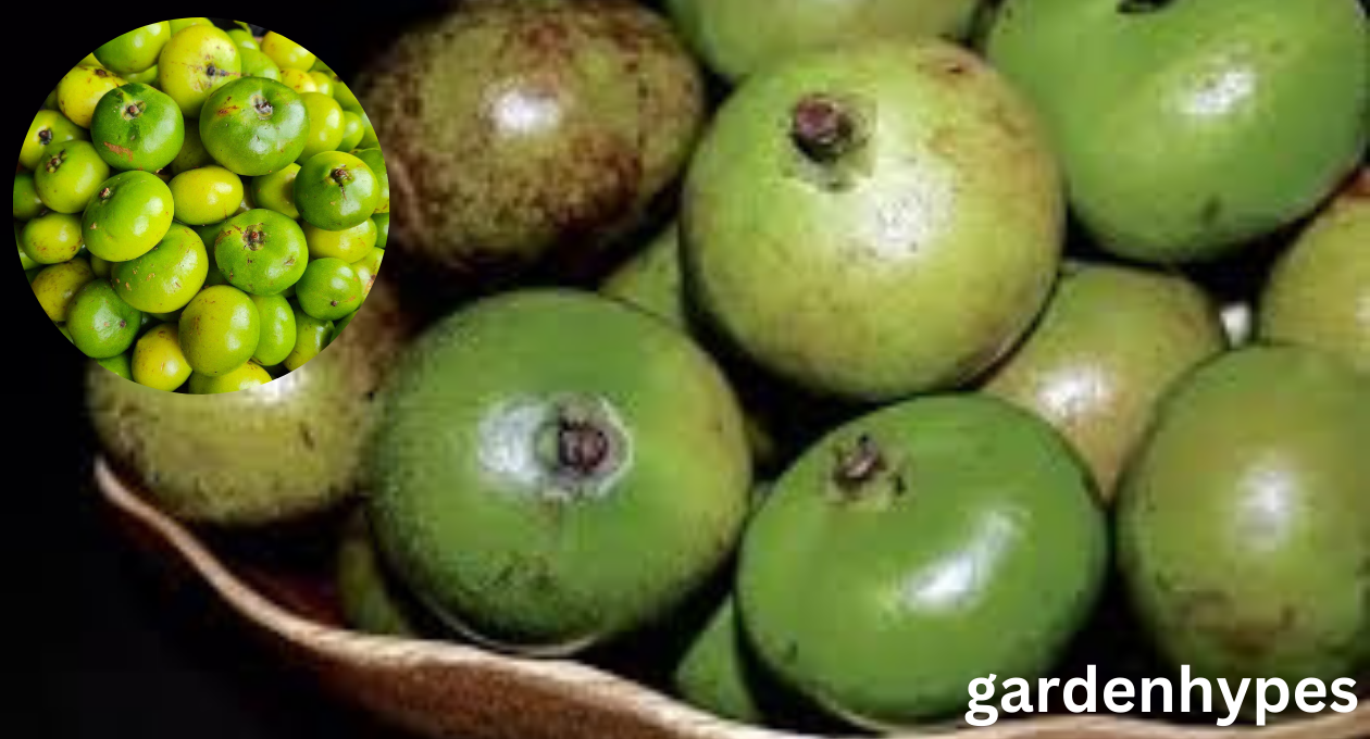 batuan fruit