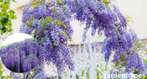blue wisteria tree