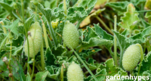 cucumber a fruit
