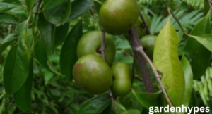 batuan fruit