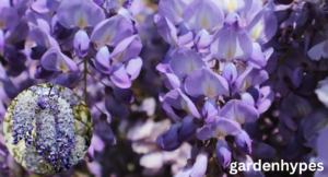 blue wisteria tree